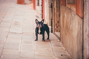 adult black and white French bulldog