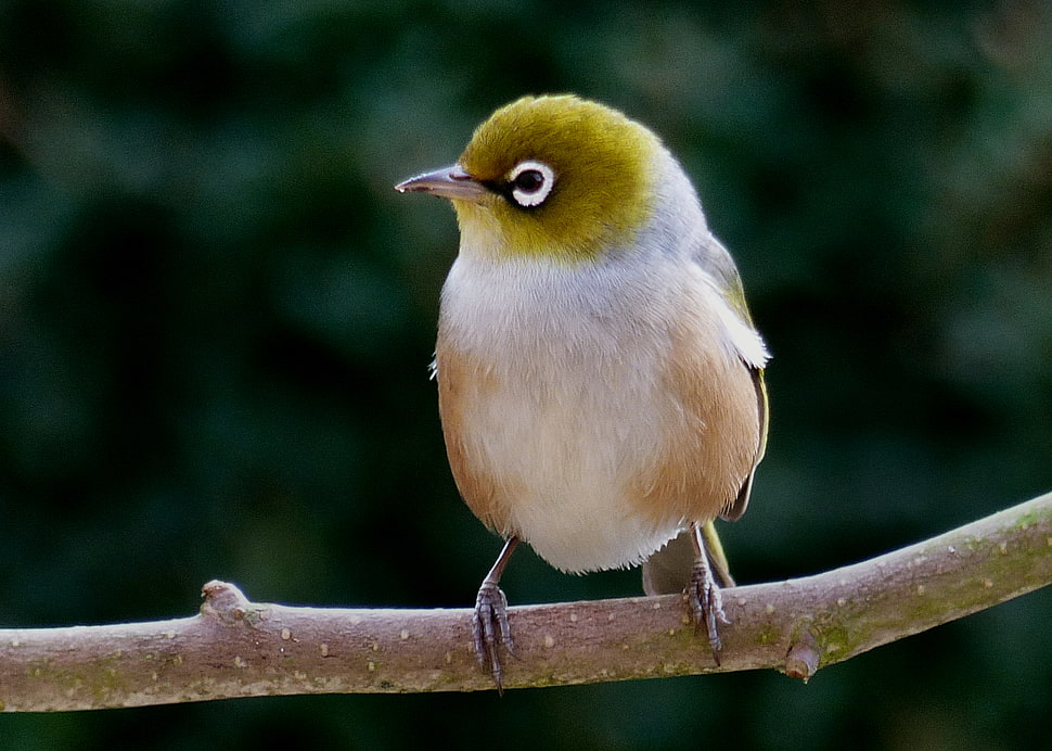 white, brown, and green bird on trunk HD wallpaper