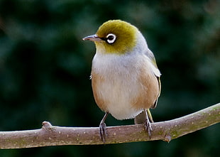 white, brown, and green bird on trunk