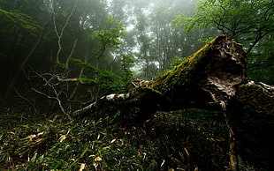 green leafed tree, nature