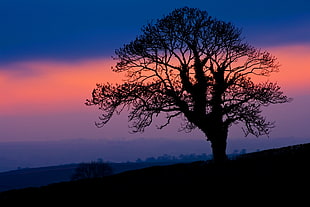silhouette of tree during nighttime HD wallpaper