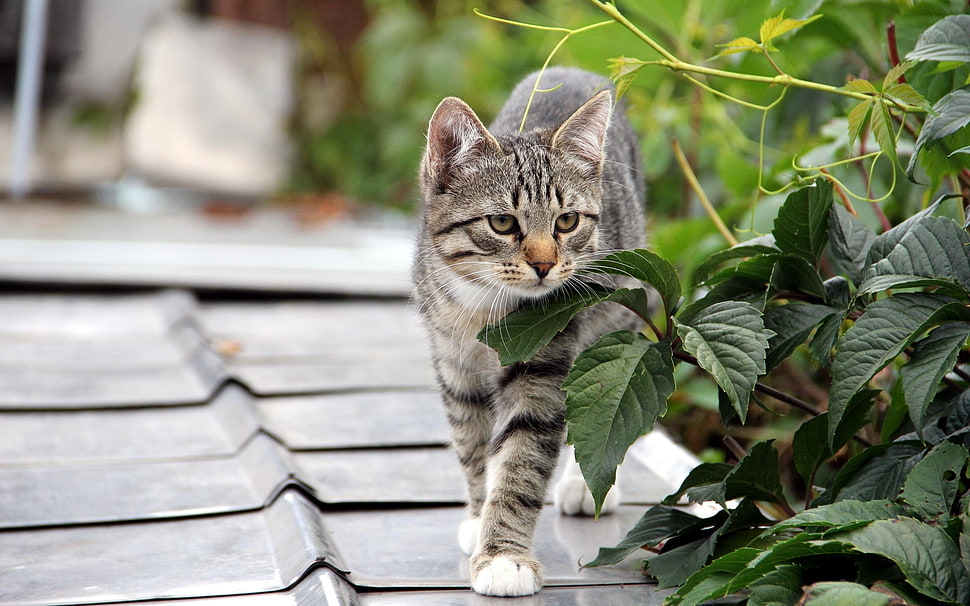 gray tabby cat beside green plant HD wallpaper