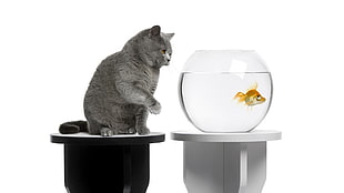 white and black wooden table, cat, fish, selective coloring, animals