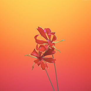 closeup photo of red petaled flower HD wallpaper