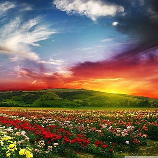 field of flower near mountain under blue and white sky photo, landscape