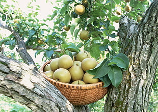apple fruits on basket above tree