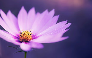 purple flower, nature, flowers, macro, plants HD wallpaper