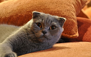 gray short coat cat lying on bed