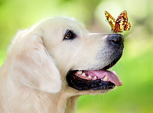 Golden Retriever and multicolored butterfly during daytime