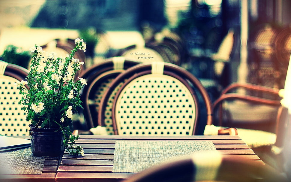 green potted plant in vase on dining table HD wallpaper