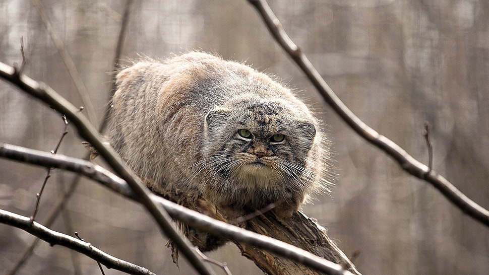 brown feline, Pallas's Cat, big cats, animals HD wallpaper