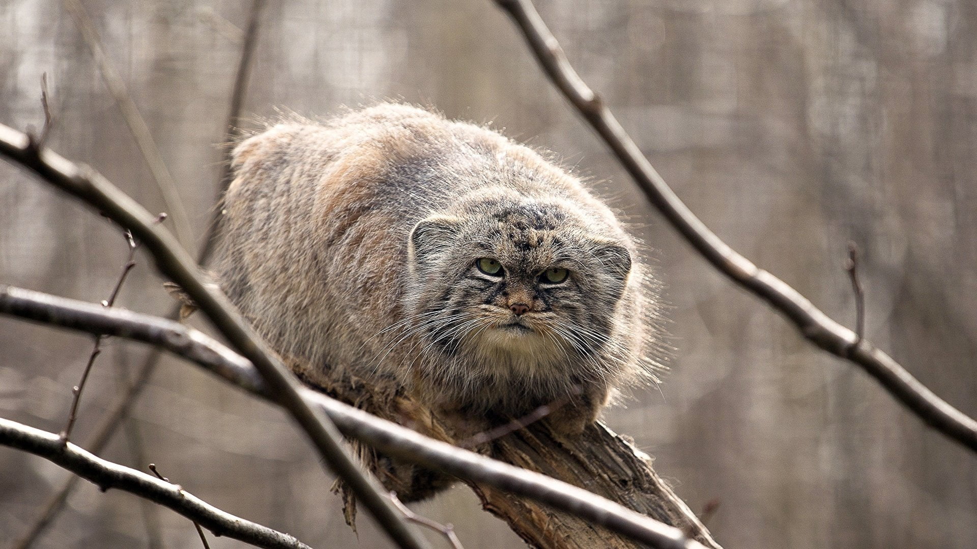 brown feline, Pallas's Cat, big cats, animals