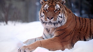 shallow focus photography of brown and white tiger on snow field