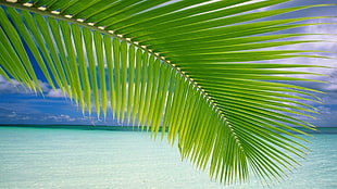 green palm tree, landscape, palm trees, beach HD wallpaper