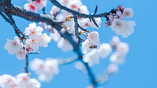white and pink cherry blossoms, flowers, nature