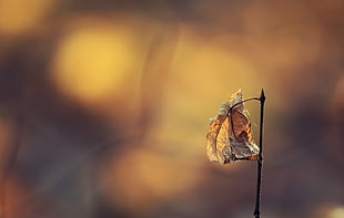 selective photography of a dry leaf HD wallpaper