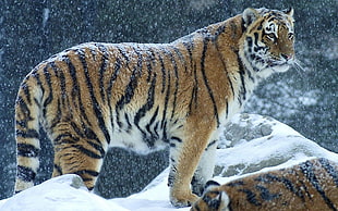 brown and black tiger, tiger, animals, snow