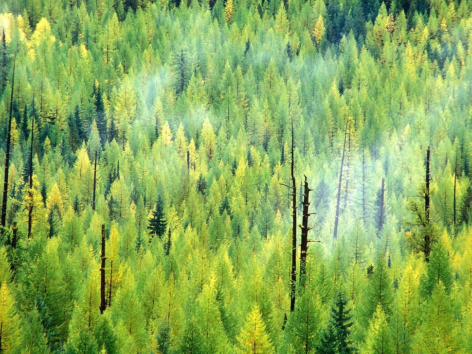 green forest painting HD wallpaper