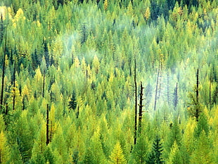 green forest painting