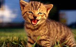 tabby kitten on green grass