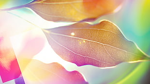 colored filter photography of leaves HD wallpaper