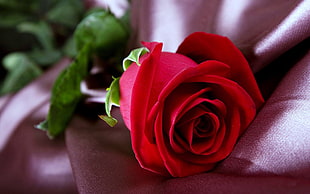 red rose, flowers, rose, closeup HD wallpaper