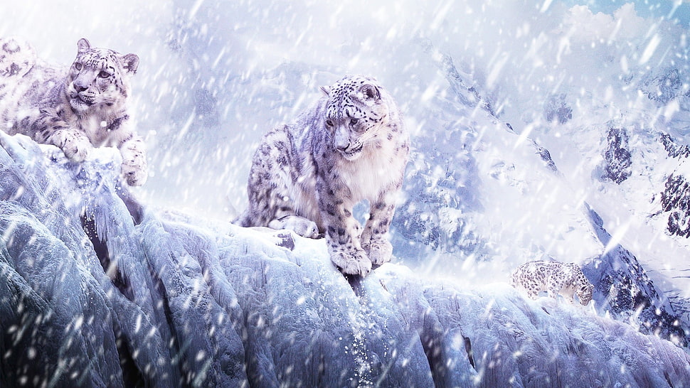two leopard standing and sitting on during winter HD wallpaper