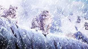 two leopard standing and sitting on during winter