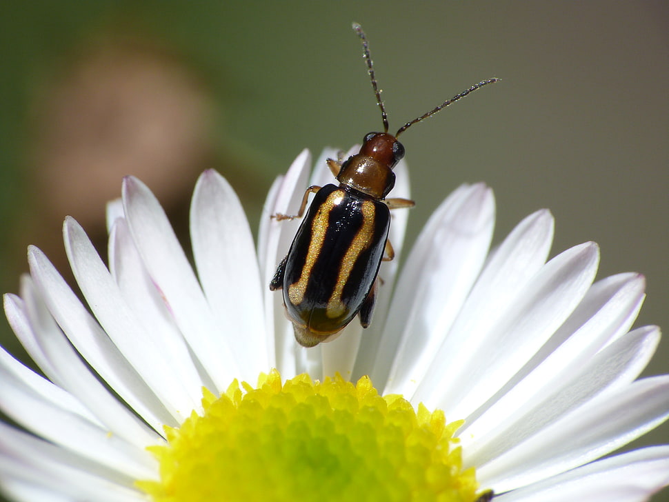 selective focus photography of insect on daisy flower HD wallpaper