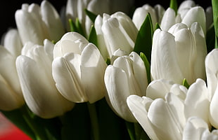 closeup photo of white Tulip flowers, tulips