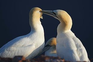 two white Pelicans HD wallpaper