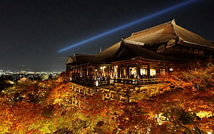 brown leafed trees, Kyoto, temple, night, trees