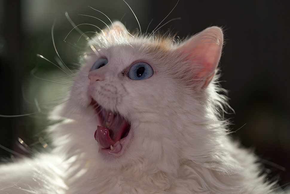 long-fur white cat, Cat, Muzzle, Wonderment HD wallpaper