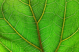 green leaf plant, ficus lyrata