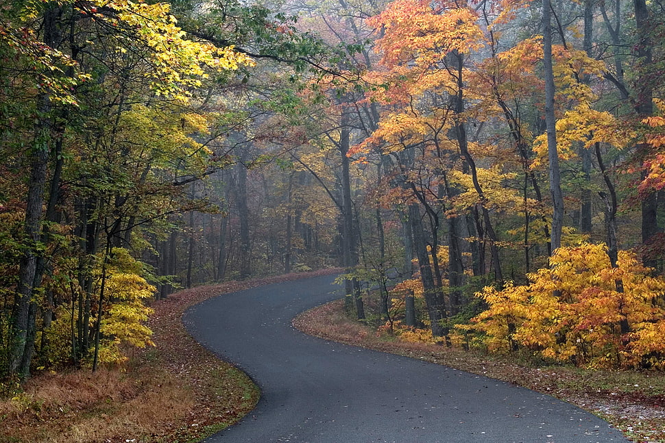 trees, leaves, fall, road HD wallpaper