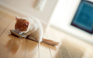shallow focus photography of white and orange cat drinking on white ceramic bowl