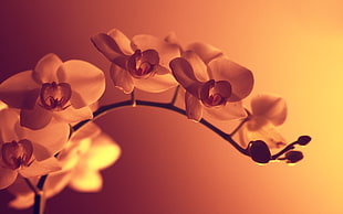 pink petaled flower, orange flowers, macro, artificial lights, photography