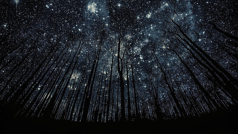 low angle photography of a stars HD wallpaper