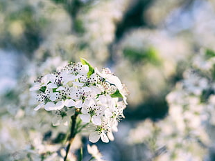 white petaled flower, Flowers, Bloom, Spring