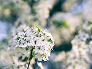 white petaled flower, Flowers, Bloom, Spring