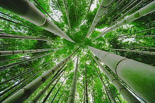 green bamboo trees in worms view photography