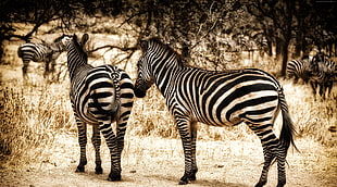 Wildlife photography of two Zebras HD wallpaper