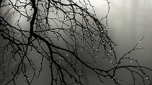 black tree branch, water drops, nature, trees, monochrome