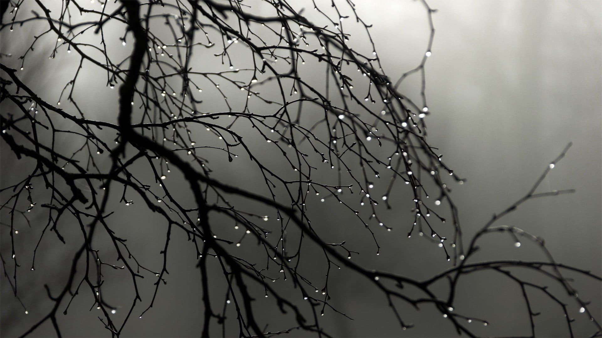 1K+ Dark Tree Pictures | Download Free Images on Unsplash