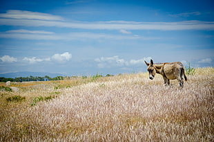 a brown donkey in the middle of a cornfield