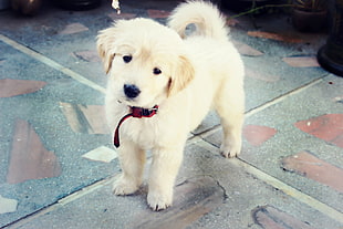 yellow Labrador retriever puppy, dog, puppies, golden retrievers HD wallpaper