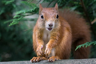 brown squirrel on tree during daytime HD wallpaper