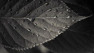 leaf with water in grayscale photography