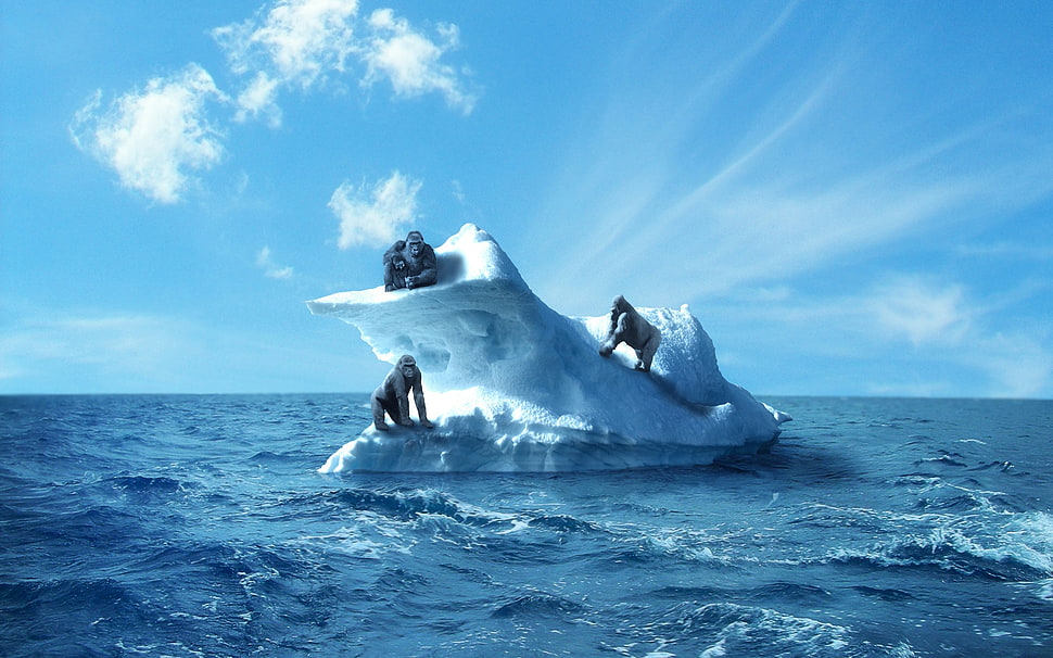 four monkey on ice island HD wallpaper