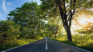 brown and green tree, landscape, road